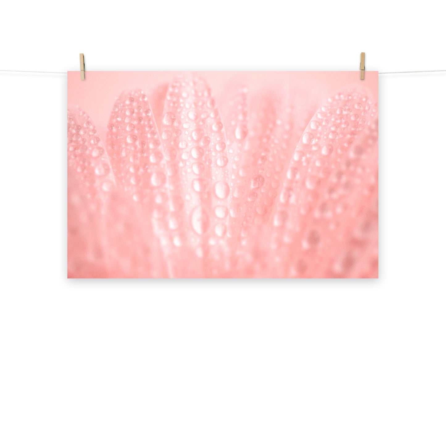 Large Floral Prints: Serenity Close-up Pink Daisy Floral Botanical Photograph Shabby Chic - Vintage Loose / Unframed Wall Art print