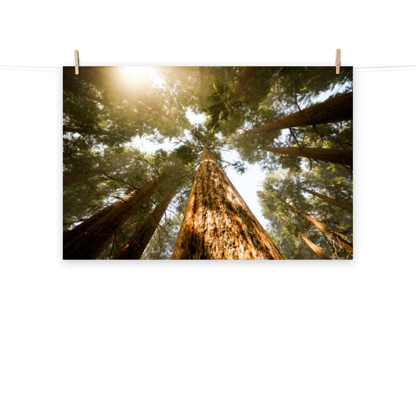 Looking Up Pine Trees Rustic Farmhouse Style Botanical Nature Photograph Loose Wall Art Print