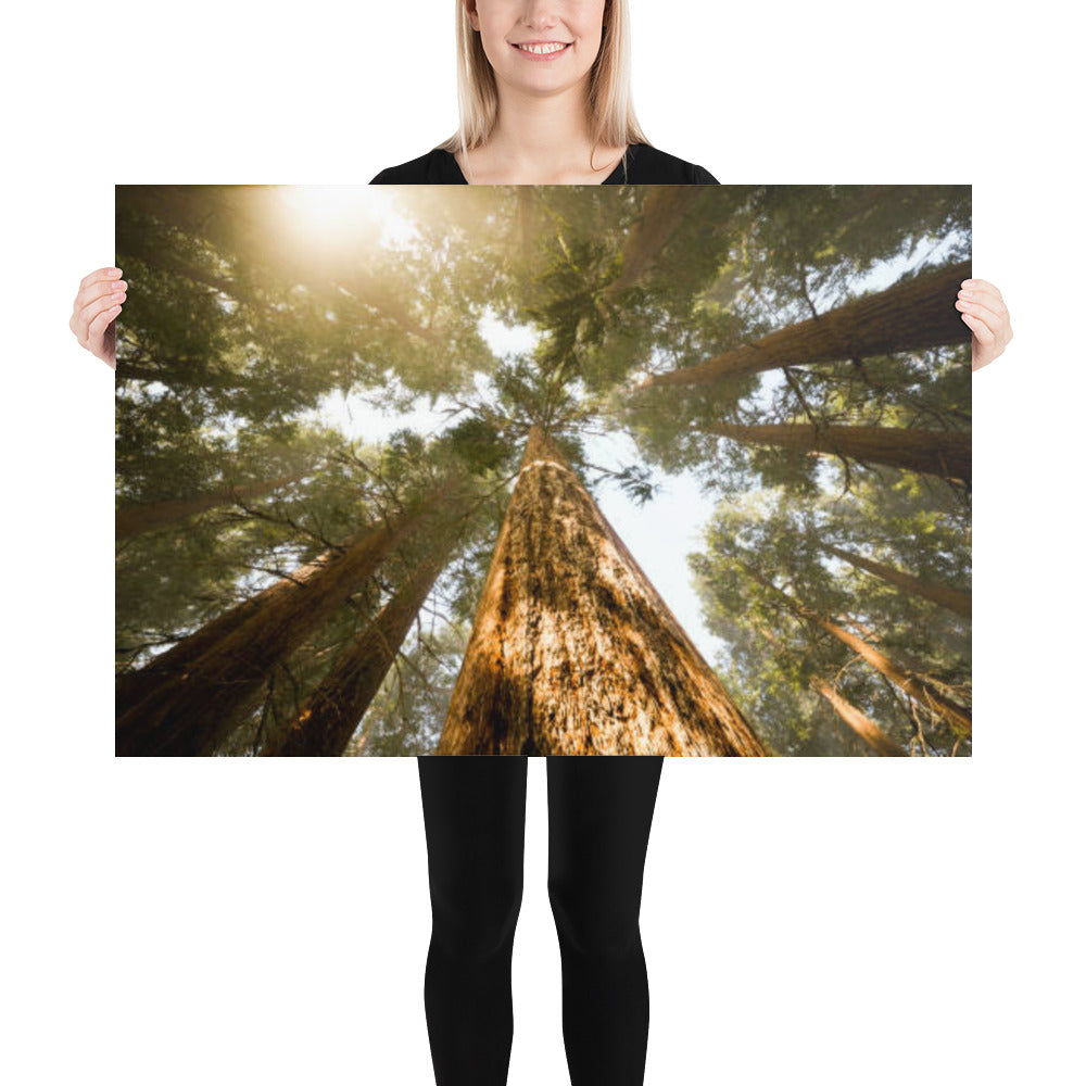 Looking Up Pine Trees Rustic Farmhouse Style Botanical Nature Photograph Loose Wall Art Print