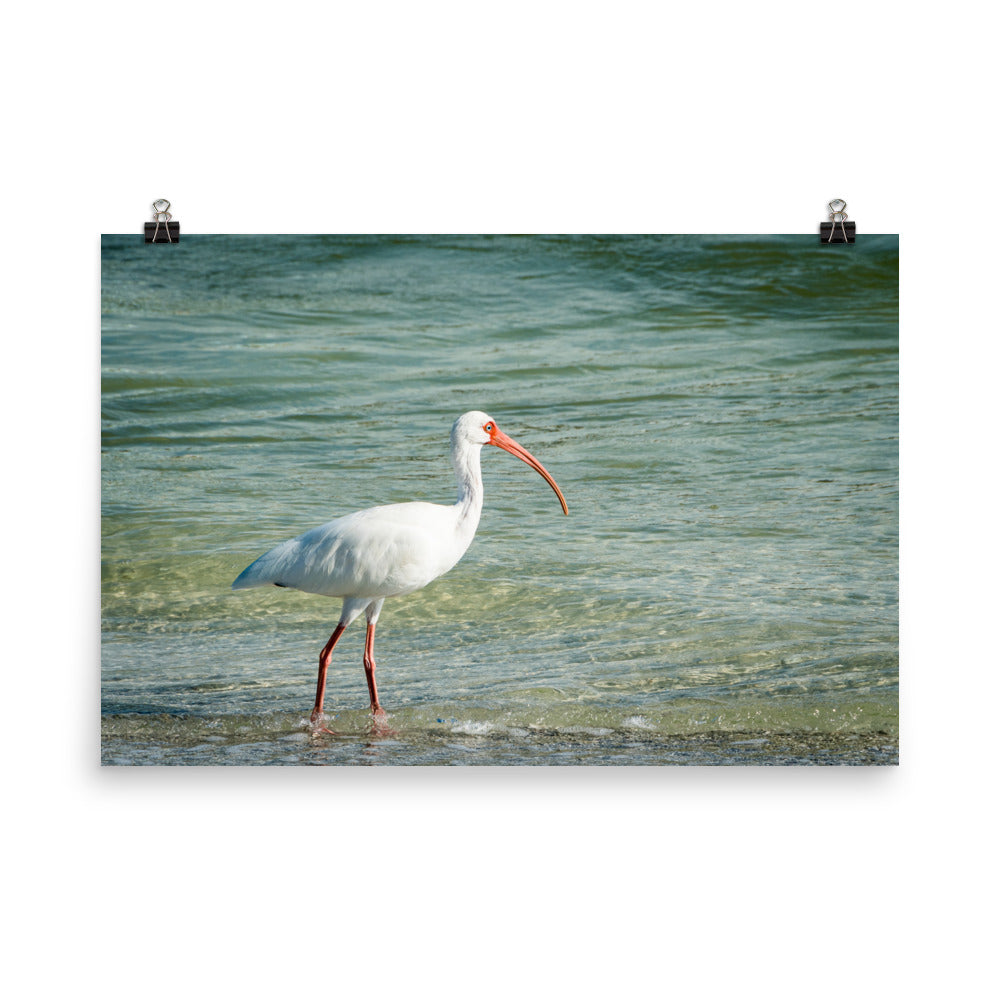 Daydreaming Ibis of the Coast Wildlife Photo Loose Wall Art Print