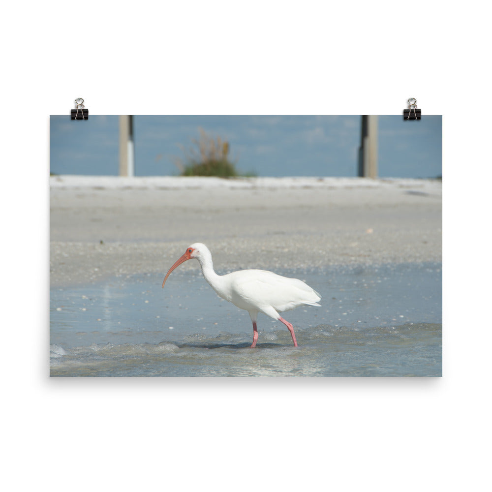 White Ibis on the Shore Coastal Wildlife Photo Loose Wall Art Print