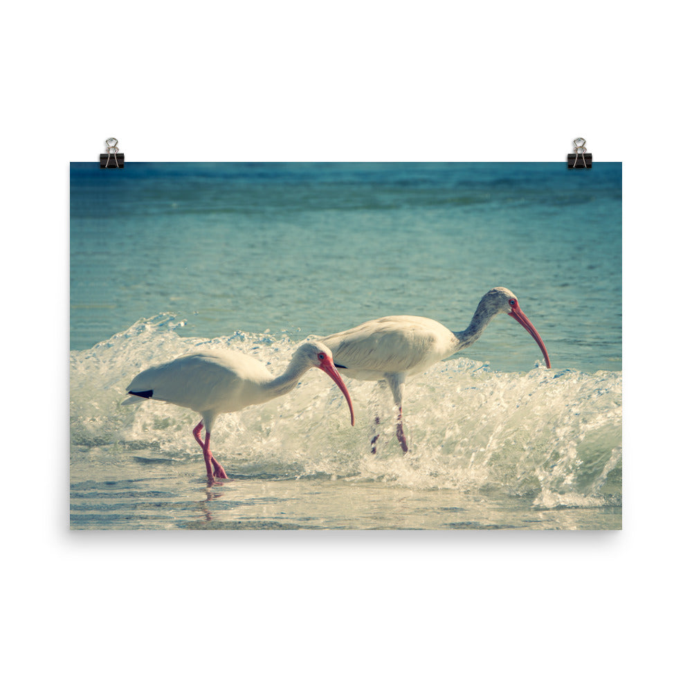 White Ibises on the Shore Colorized Coastal Wildlife Photo Loose Wall Art Print