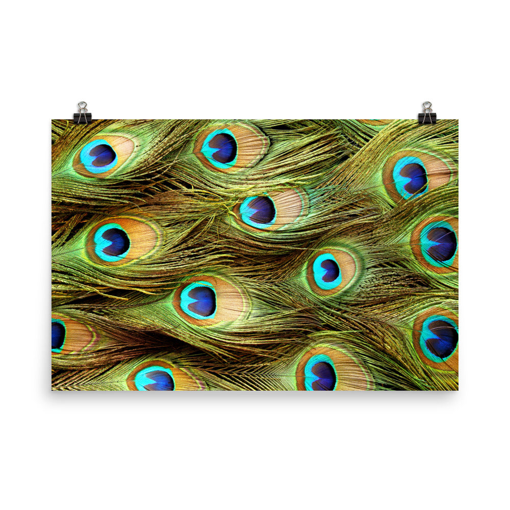 Peacock Feathers Close-Up Minimal Wildlife Wall Art Prints - Loose - Unframed
