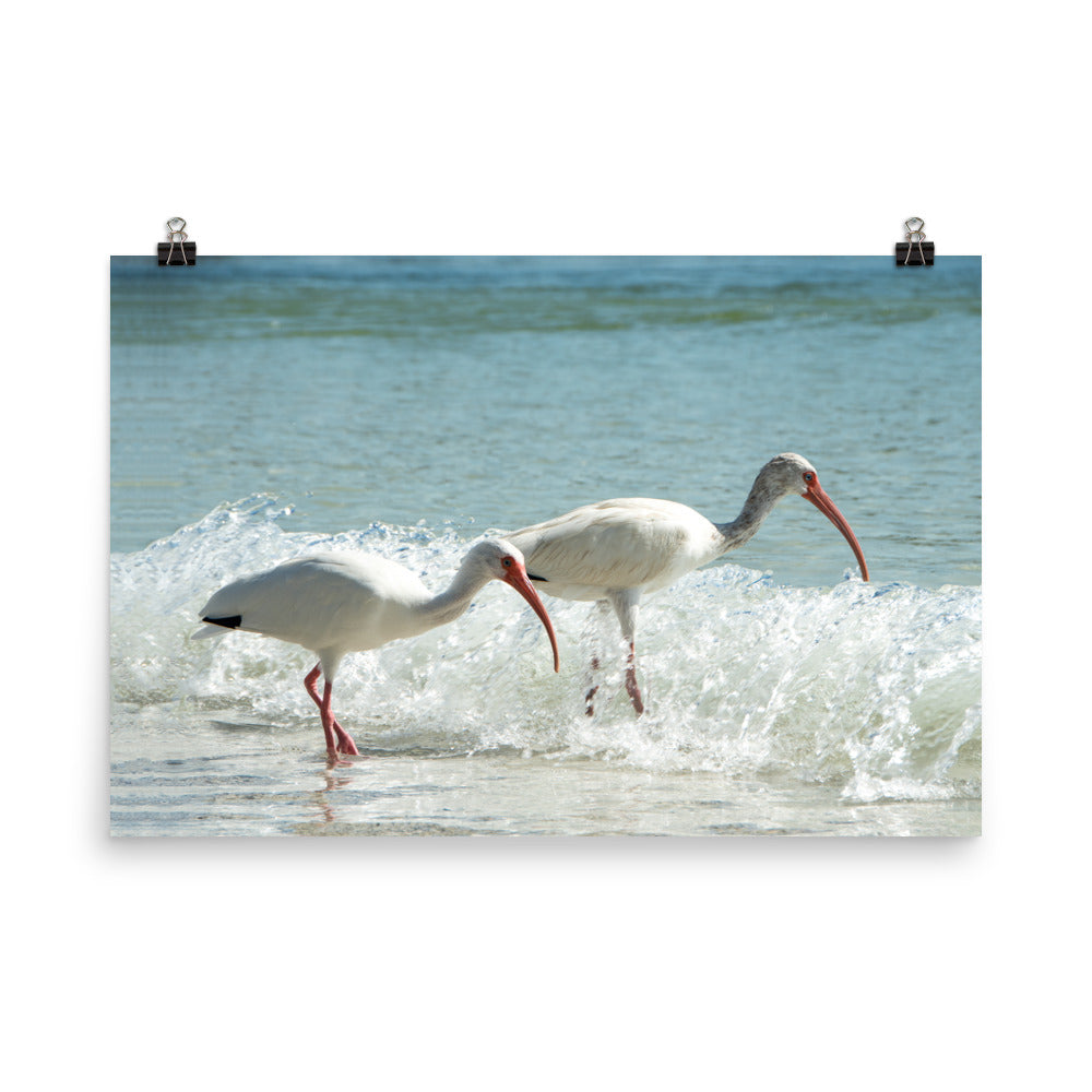 White Ibises on the Shore Traditional Color Coastal Wildlife Photograph Wall Art Print