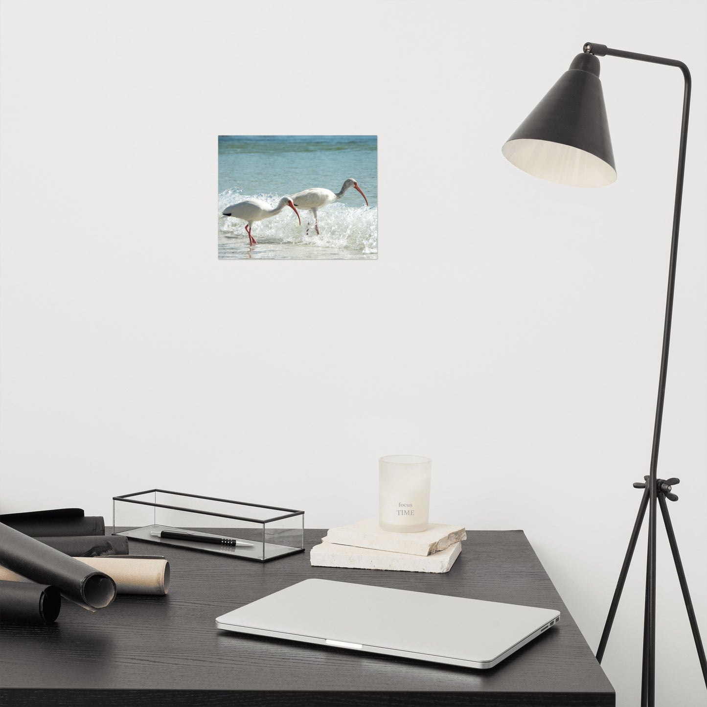 White Ibises on the Shore Traditional Color Coastal Wildlife Photograph Wall Art Print