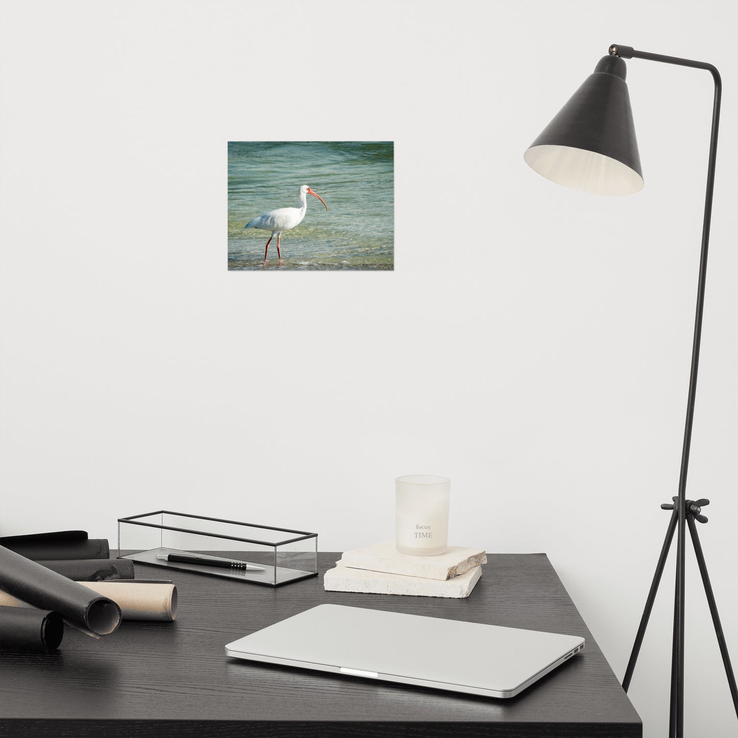 Daydreaming Ibis of the Coast Wildlife Photo Loose Wall Art Print