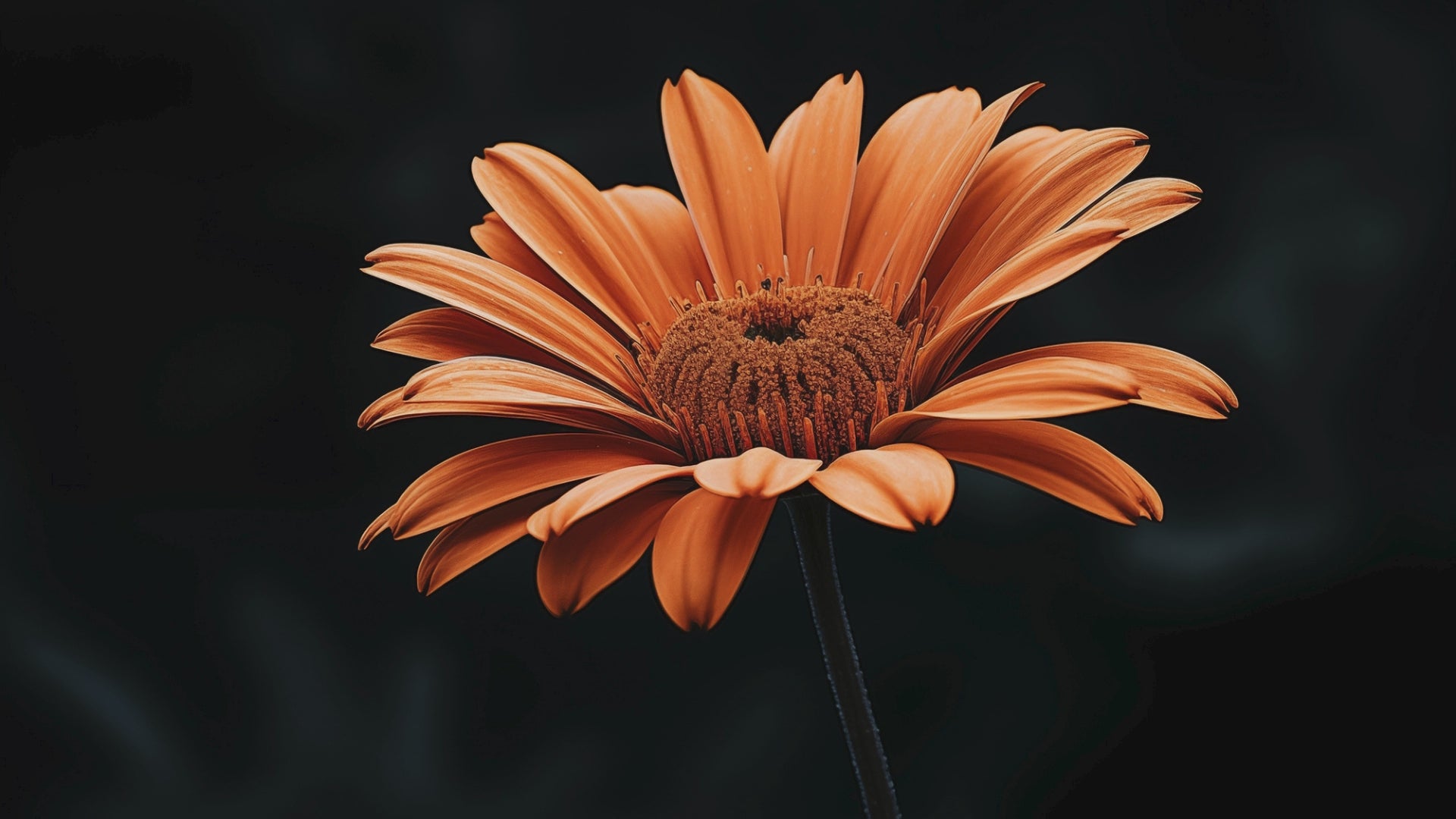 Amber Embrace Photorealistic Digital Artwork Framed Wall Art Prints