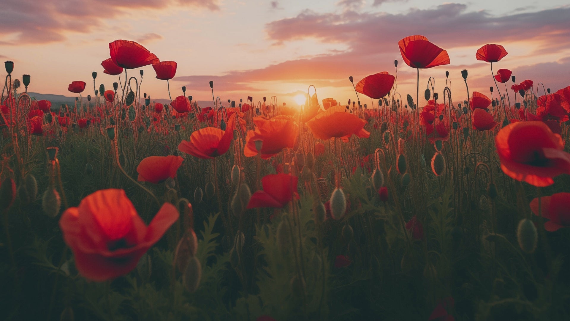 A Field of Memories Poppy Sunset Photorealistic Floral Artwork Framed Wall Art Print
