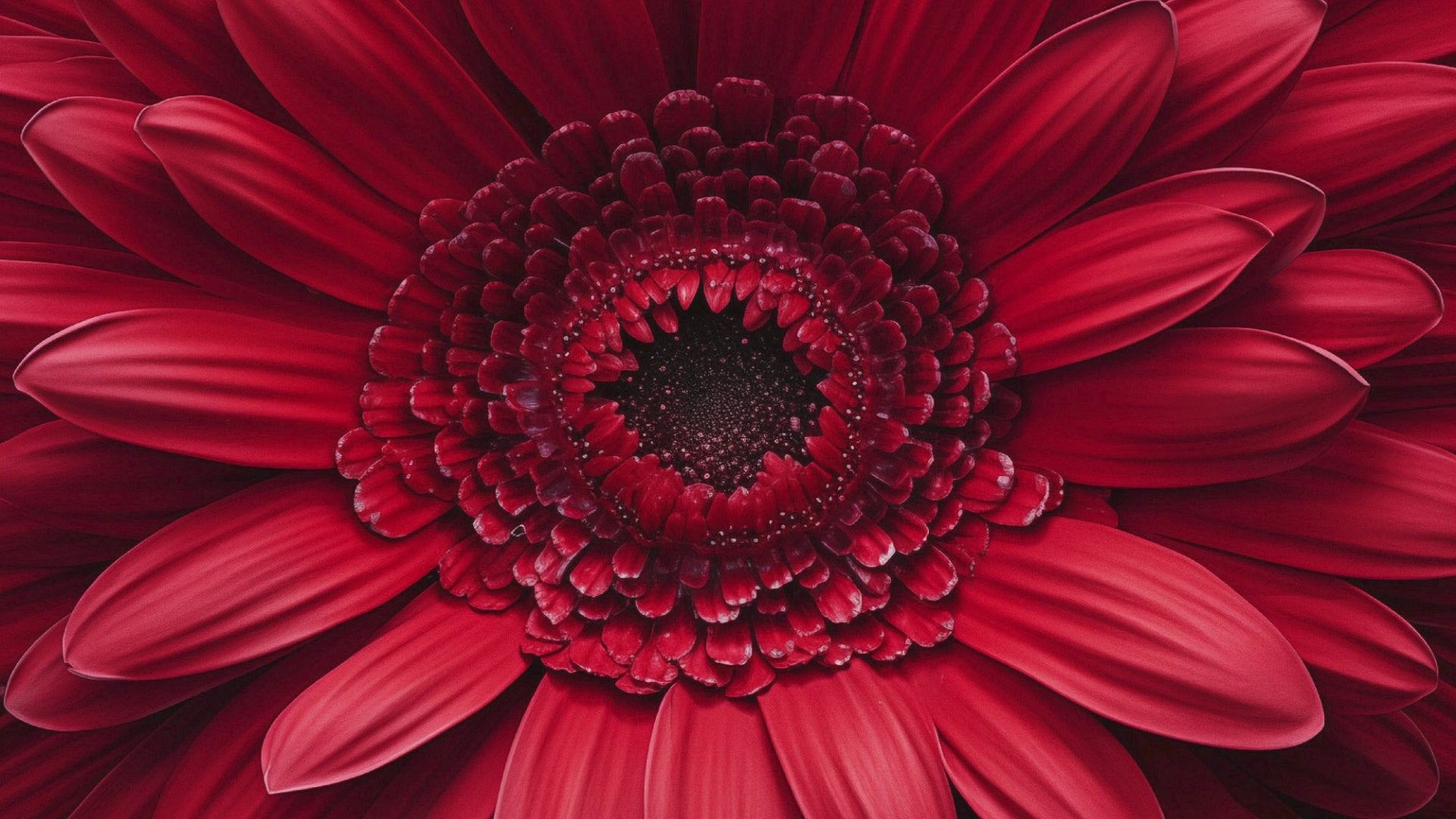 Bloomin' Beautiful Floral Photorealistic Digital Artwork  Framed  Wall Art Print