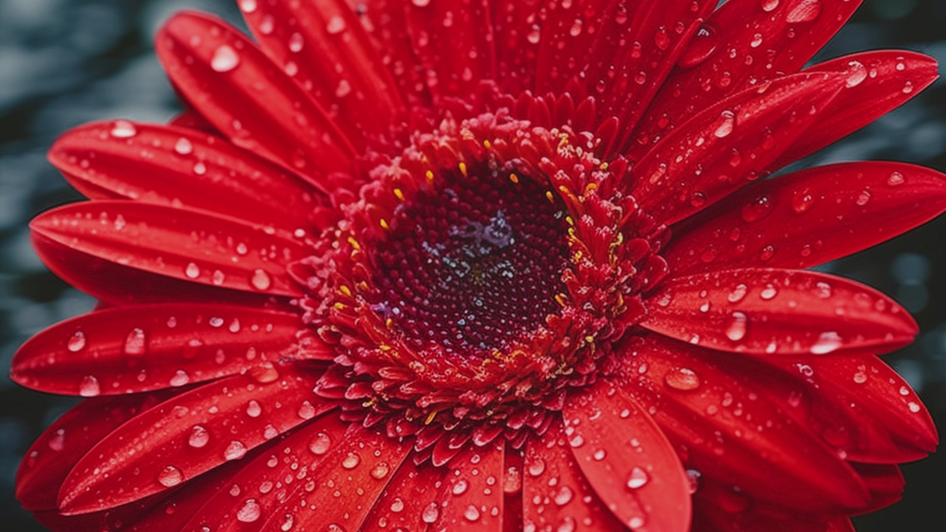 After the Rain Gerbera Daisy Floral Framed Wall Art Prints