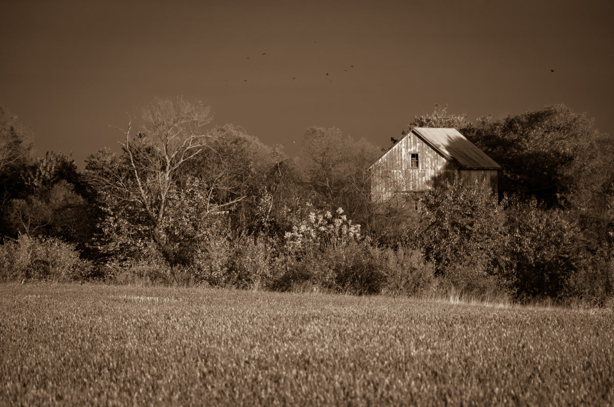 Printable Wall Pictures: Abandoned Barn In The Trees Monochromatic Landscape Photo DIY Wall Decor Instant Download Print - Printable  - PIPAFINEART