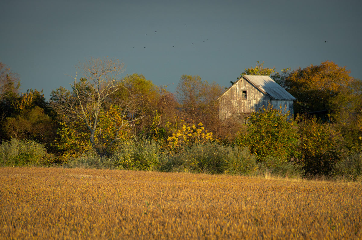 Country Farmhouse Art: Abandoned Barn In The Trees Rural Landscape Photo Fine Art Canvas Wall Art Prints  - PIPAFINEART