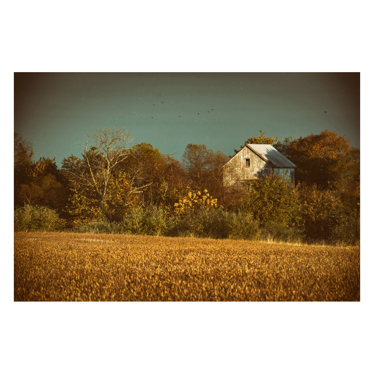 Country Dining Room Wall Art: Abandoned Barn In The Trees Colorized Landscape Fine Art Canvas Wall Art Prints - PIPAFINEART