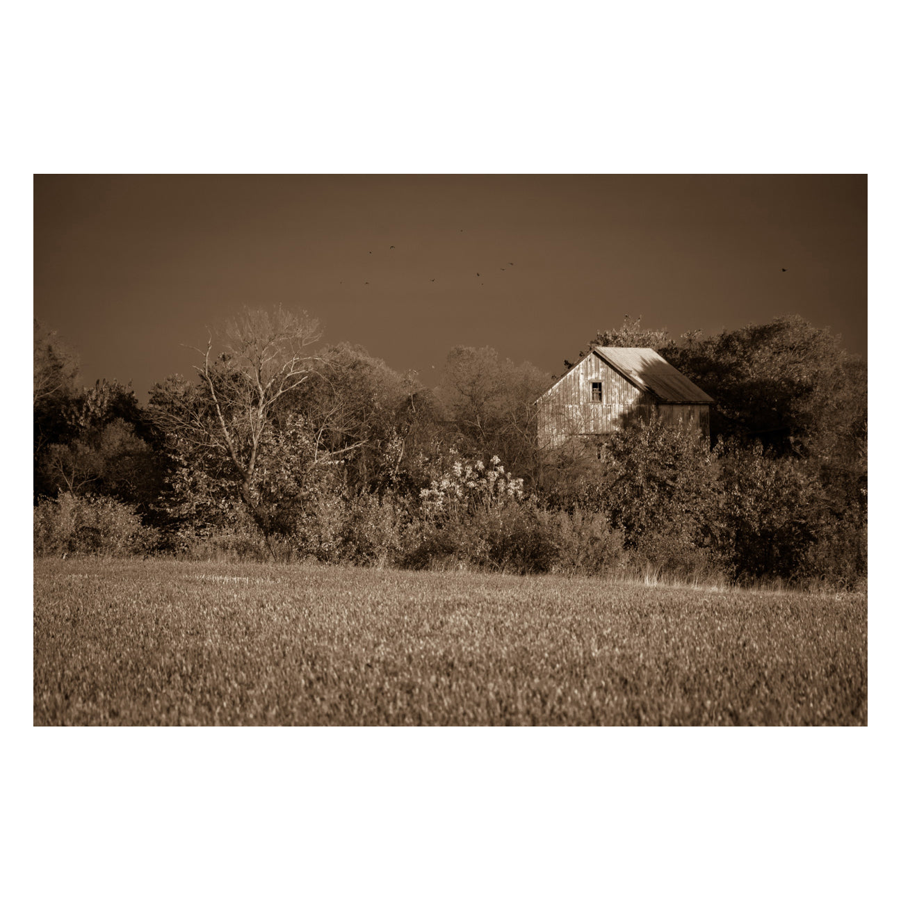 Cute Rustic Wall Decor: Abandoned Barn In The Trees Sepia Landscape Fine Art Canvas Wall Art Prints - PIPAFINEART