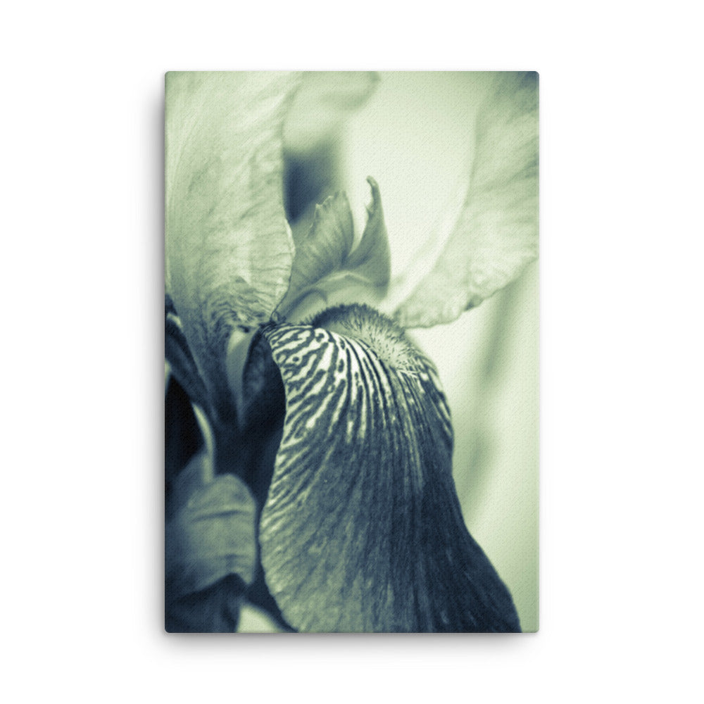 Buy Art Prints: