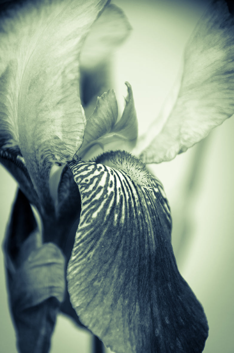 Small Canvas Art: Abstract Japanese Iris Delight Nature / Floral Photo Fine Art Canvas Wall Art Prints - PIPAFINEART