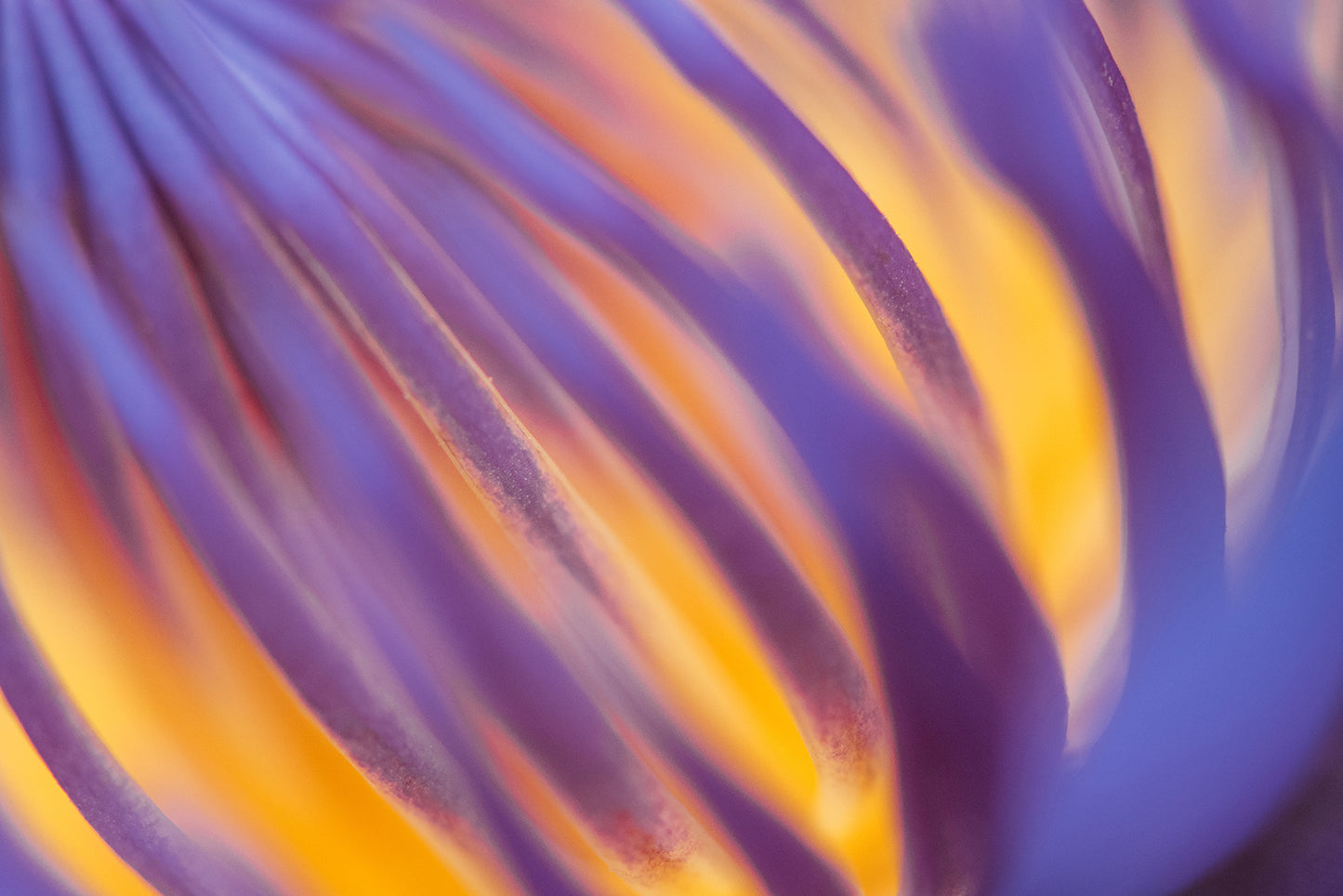 Purple and Yellow Lotus Flower Filaments Fine Art Canvas Print - PIPAFINEART