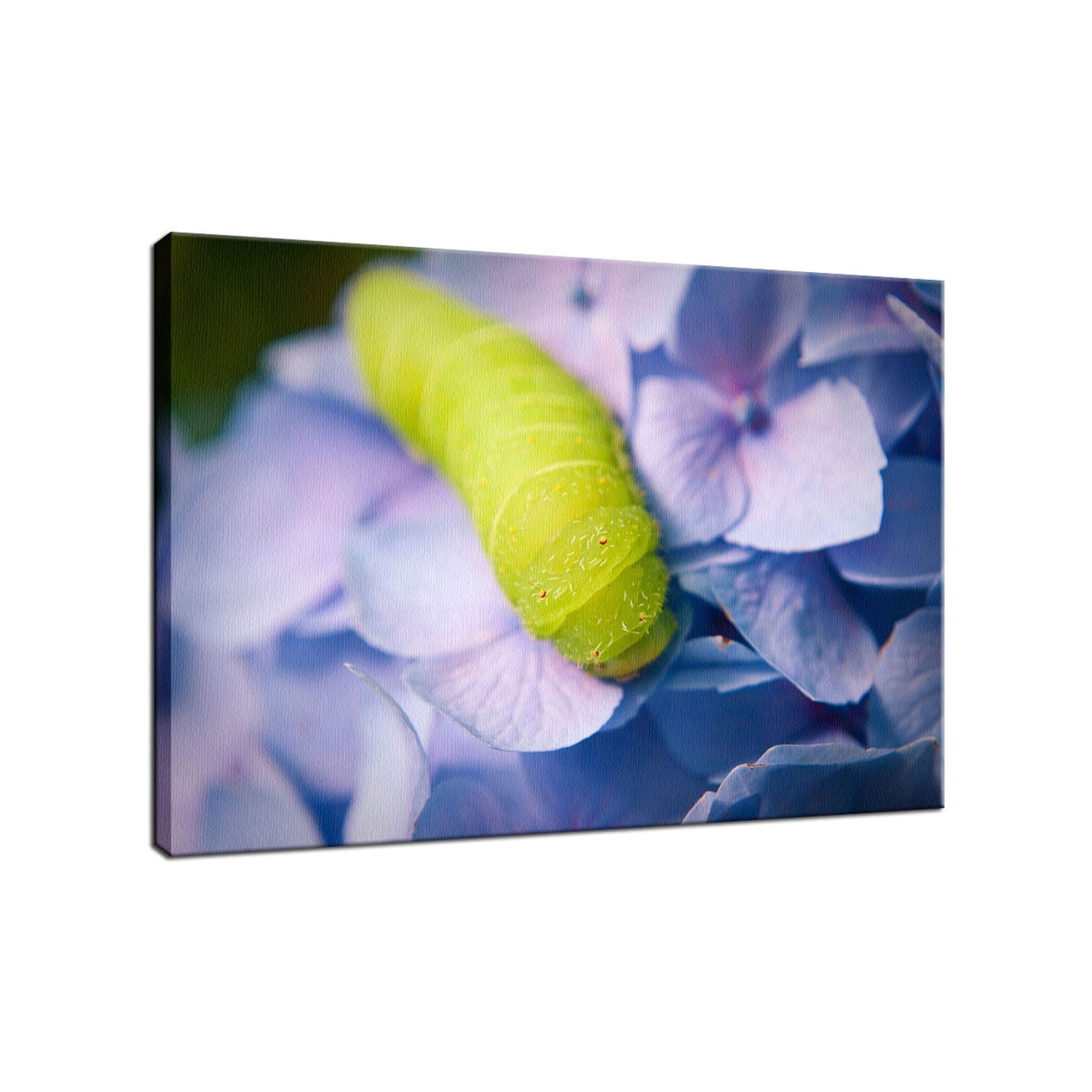 Modern Botanical Art Prints: Actias Luna Larvae on Hydrangea Nature / Floral Photo Fine Art Canvas Wall Art Prints - PIPAFINEART