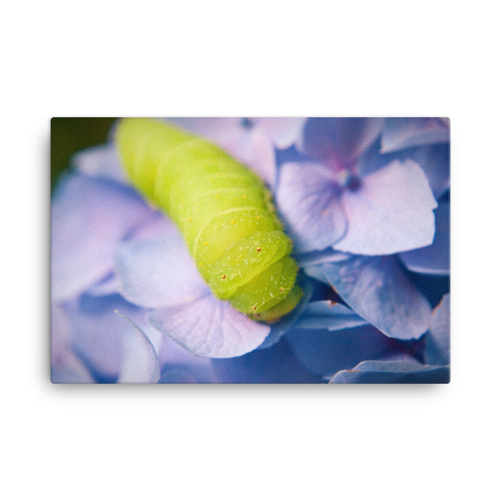 Actias Luna Larvae on Hydrangea Floral Botanical Nature Photograph Canvas Wall Art Prints