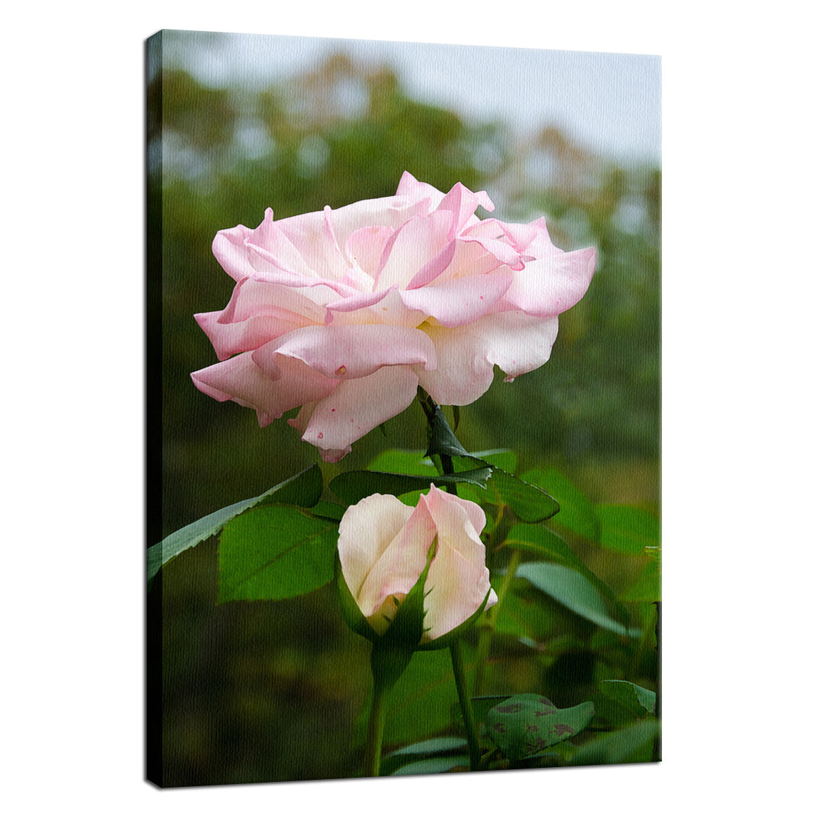 Flower Wall Frame Hanging: Admiration Nature / Floral Photo Fine Art Canvas Wall Art Prints - PIPAFINEART