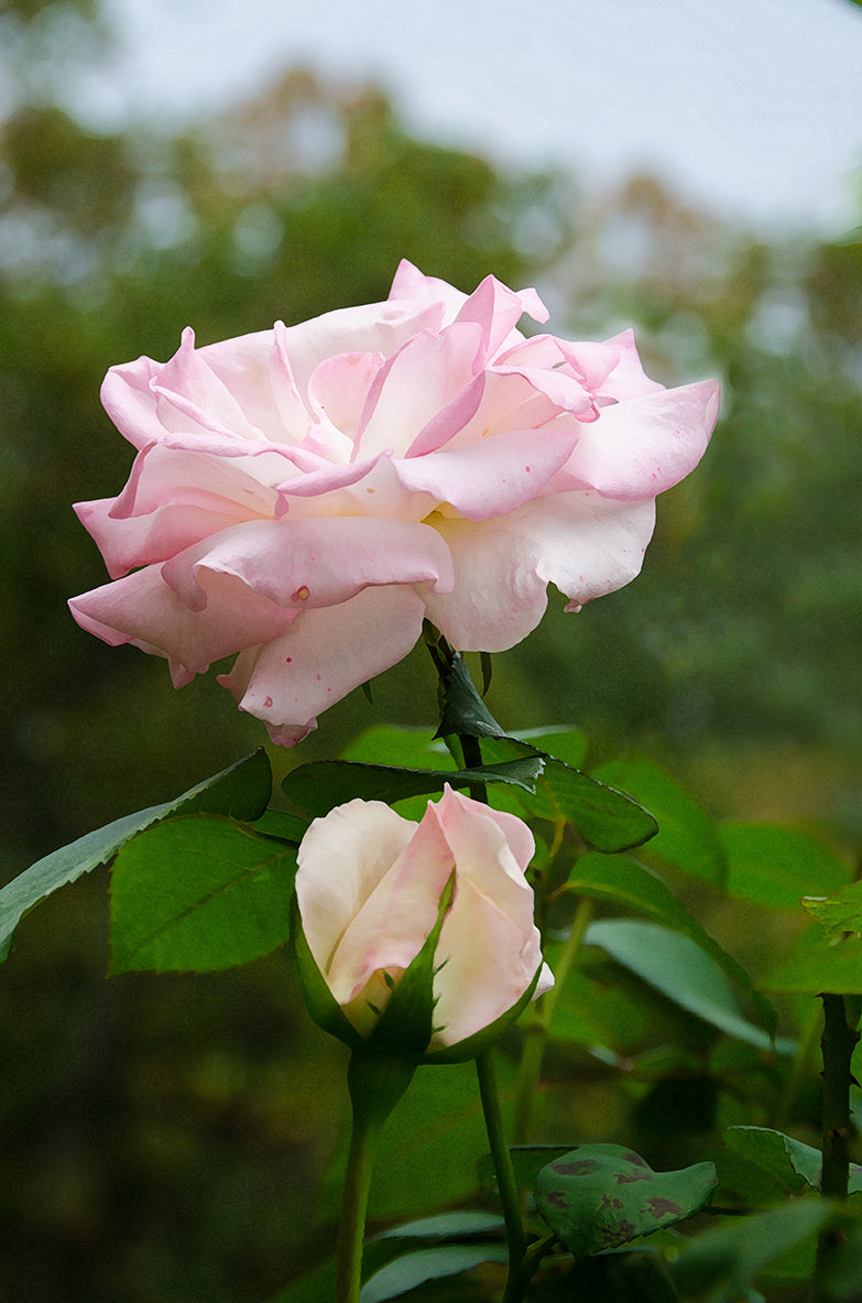 Pink Flowers Wall Decor: Admiration Nature / Floral Photo Fine Art Canvas Wall Art Prints - PIPAFINEART