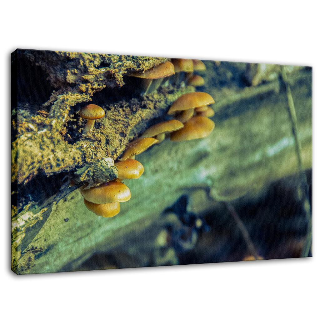 Vintage Plant Wall Art: Aged Mushroom Botanical / Nature Photo Fine Art Canvas Wall Art Prints - PIPAFINEART