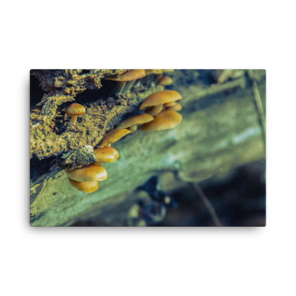 Botanical Art Canvas: Aged Mushroom Botanical / Plants Nature Photograph Canvas Wall Art Print - Artwork