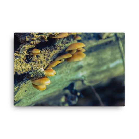 Botanical Art Canvas: Aged Mushroom Botanical / Plants Nature Photograph Canvas Wall Art Print - Artwork