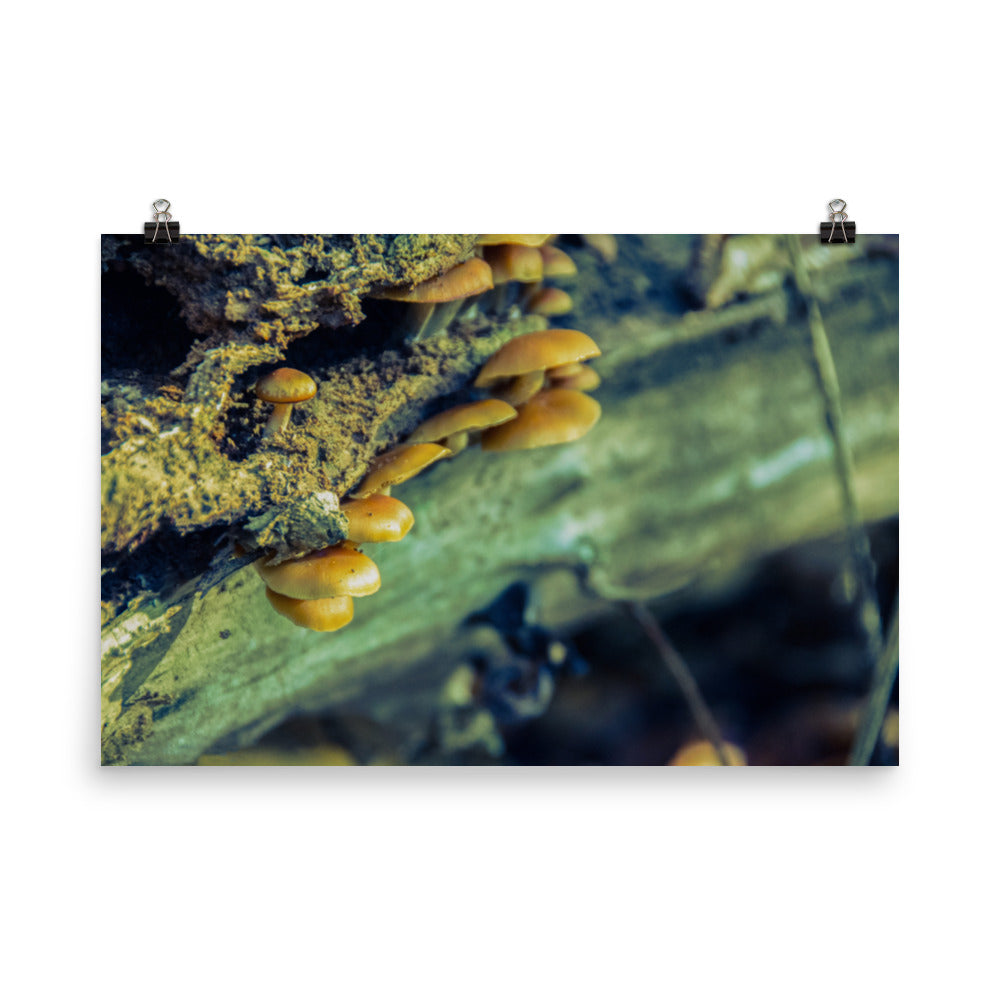 Nature Wall Prints: Aged Mushroom Botanical Nature Photo Loose Unframed Wall Art Prints - PIPAFINEART