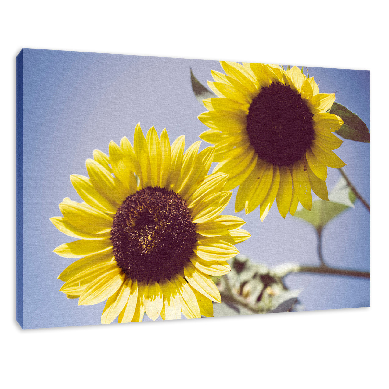 Flower Wall Decor For Living Room: Aged Sunflowers Against Sky Floral / Nature Fine Art Canvas Wall Art Prints - PIPAFINEART
