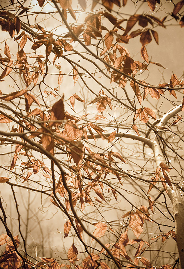 Large Farmhouse Wall Art: Aged Winter Leaves Botanical / Nature Photo Fine Art Canvas Wall Art Prints - PIPAFINEART