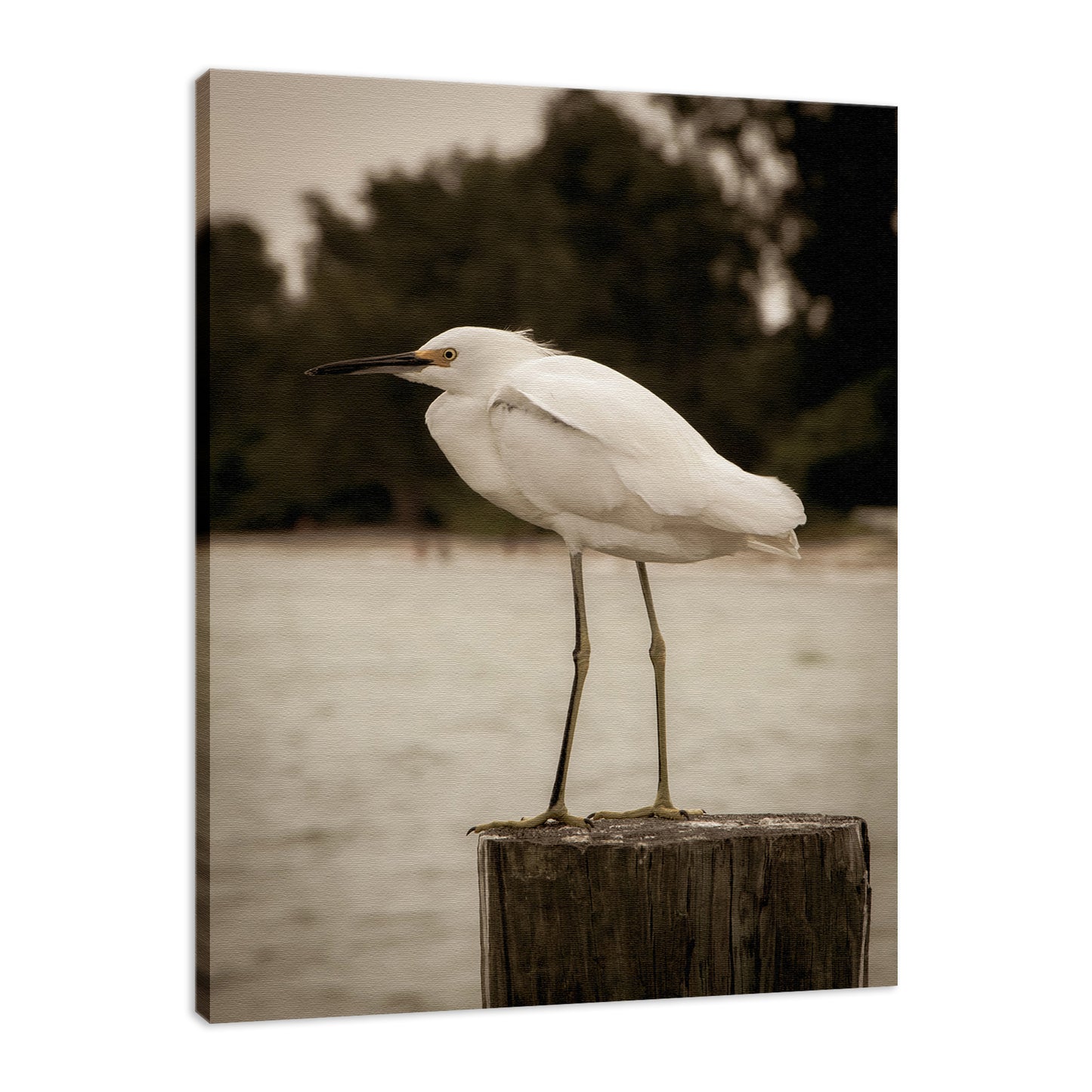 Art For Large Dining Room Wall: Aged Colorized Snowy Egret on Pillar Wildlife Photo Fine Art Canvas & Unframed Wall Art Prints - PIPAFINEART