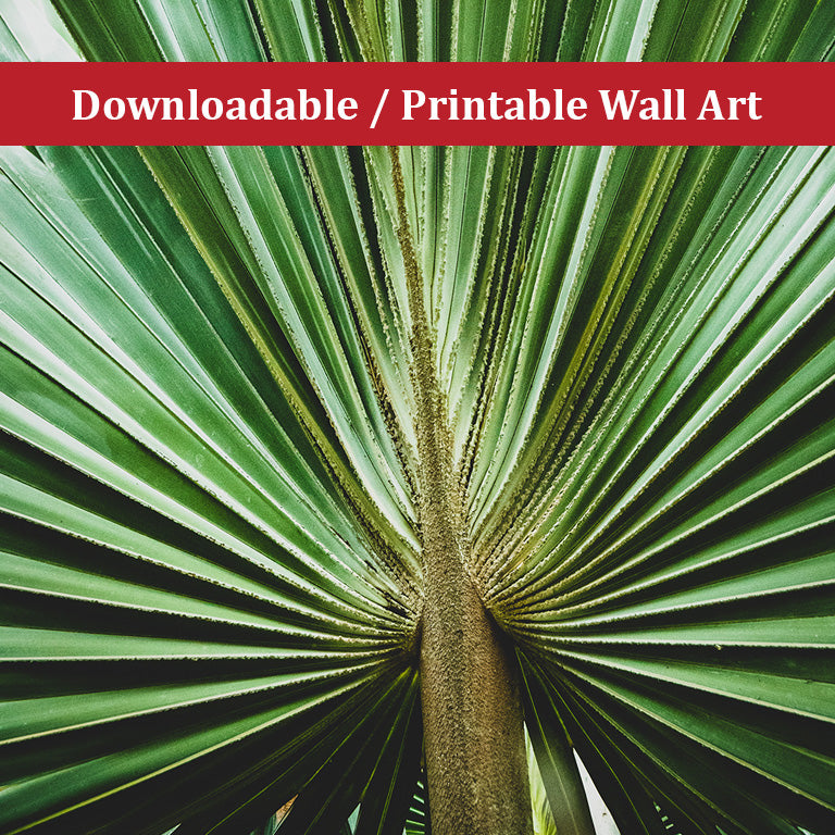 Printable Room Decor Aesthetic: Aged and Colorized Wide Palm Leaves 2 Botanical Nature Photo DIY Wall Decor Instant Download Print - Printable - PIPAFINEART