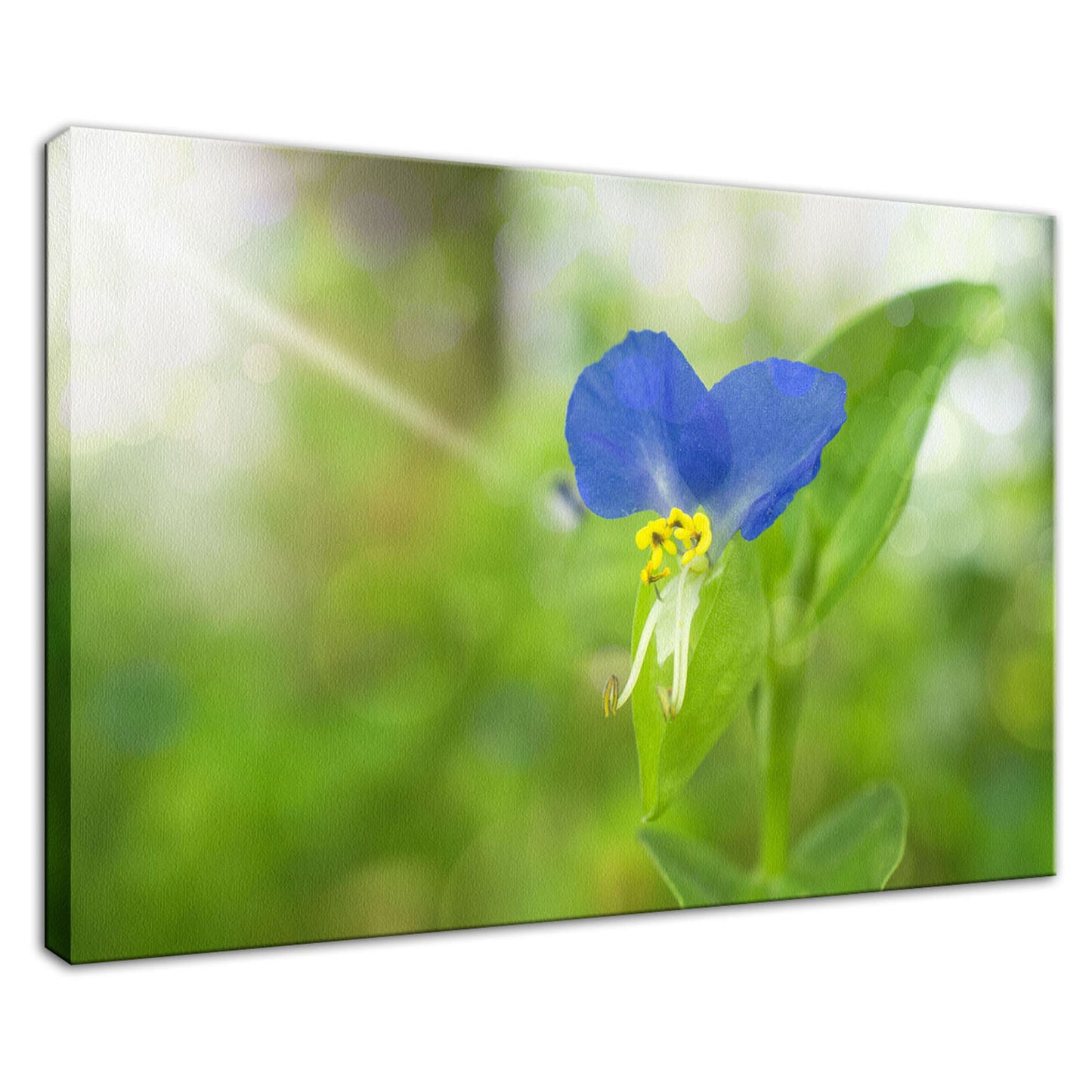 Wall Flower Print: Asiatic Day Flower Nature / Floral Photo Fine Art Canvas Wall Art Prints - PIPAFINEART