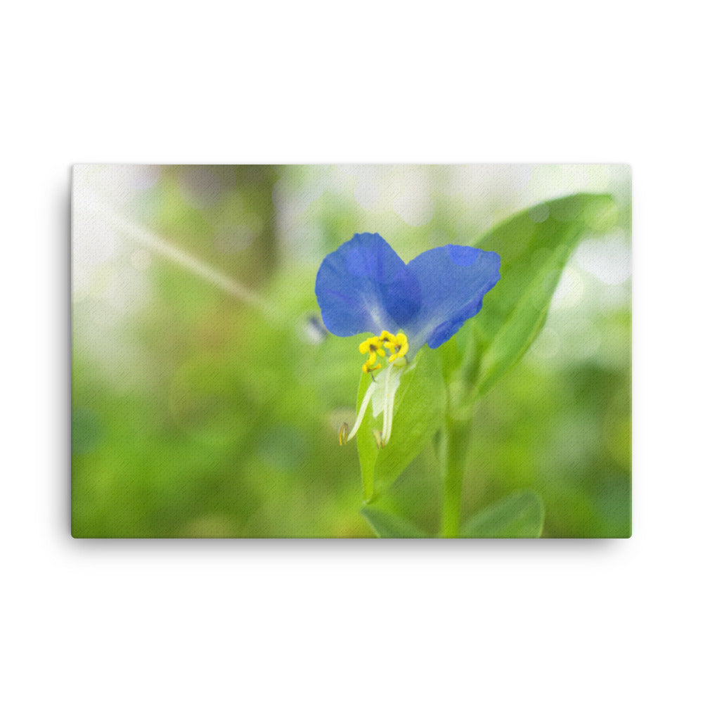 Kitchen Wall Decor Blue: Little Purple and White Flower Bloom - Botanical / Floral / Flora / Flowers / Nature Photograph Canvas Wall Art Print - Artwork