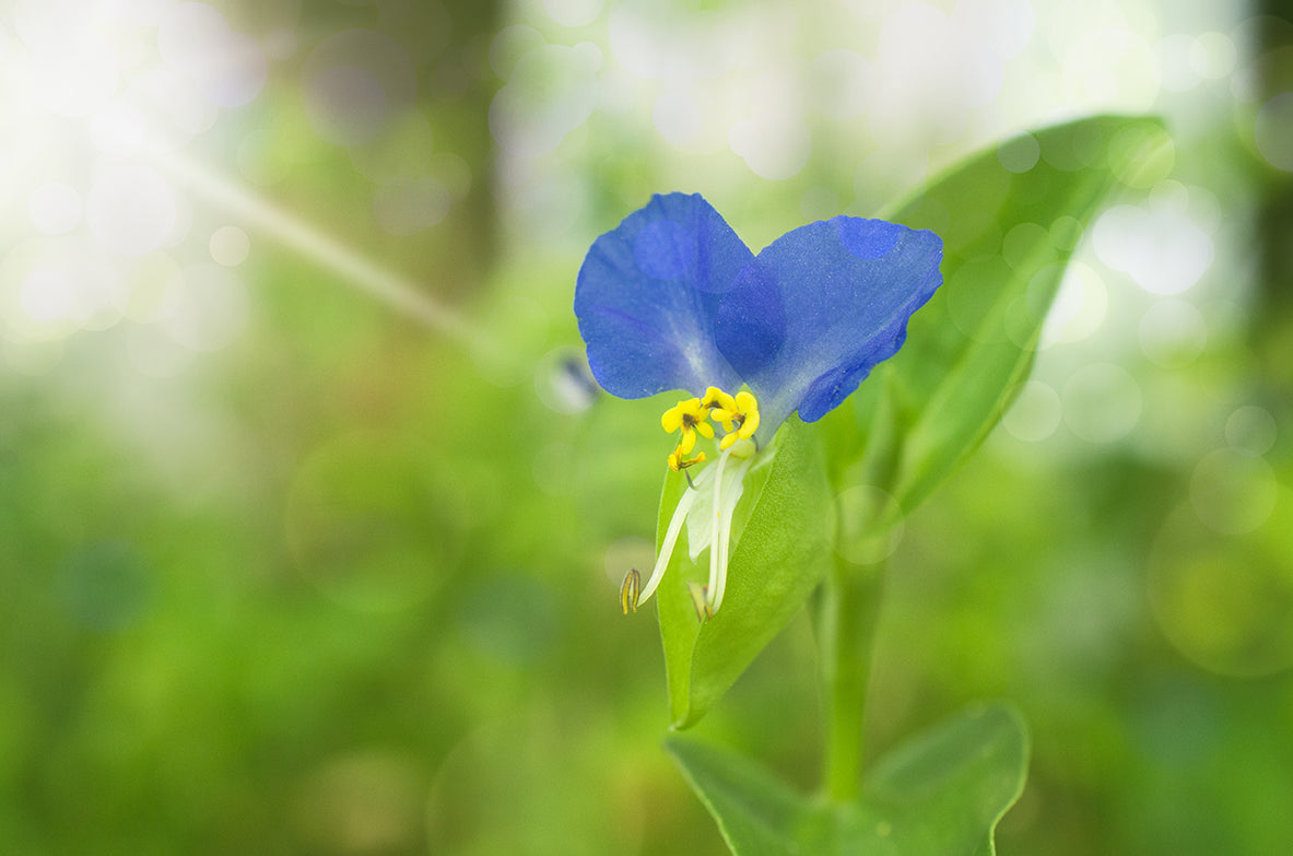 Asiatic Day Flower Nature / Floral Photo Fine Art Canvas Wall Art Prints - PIPAFINEART