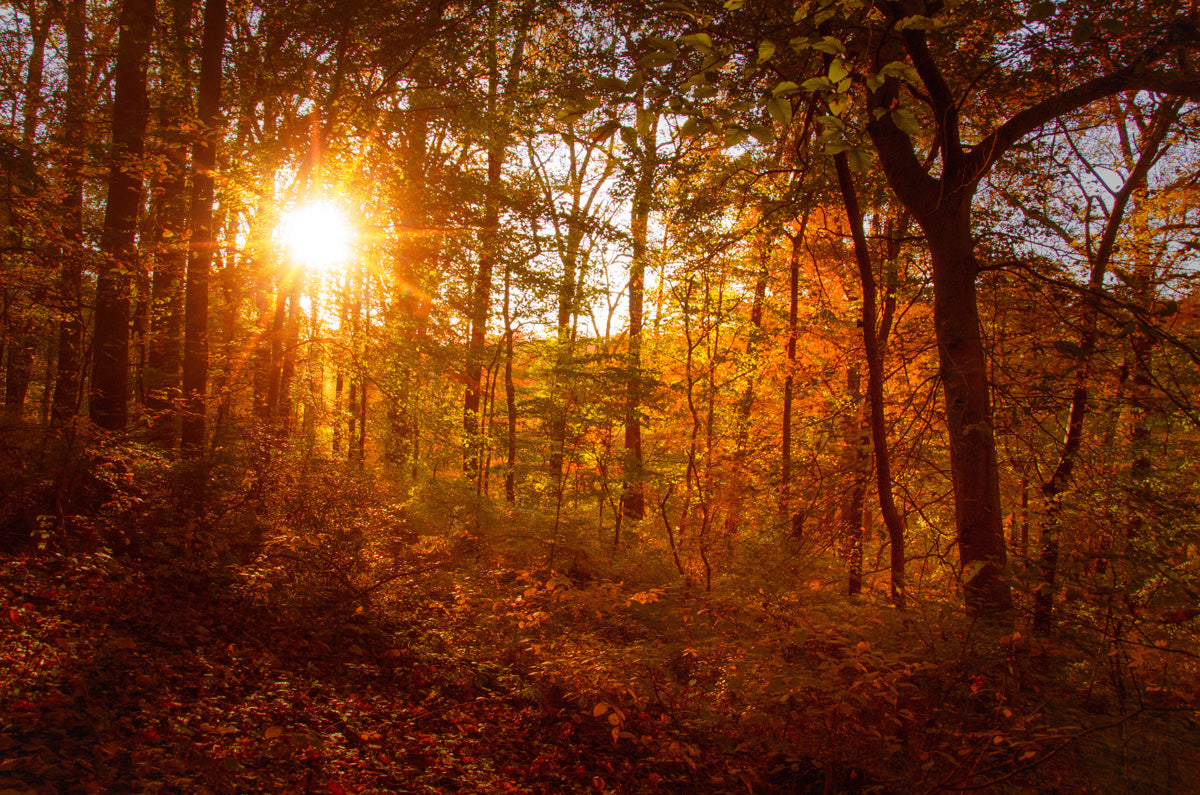 Big Rustic Wall Decor: Autumn Sunset in the Trees Landscape Photo Fine Art Canvas Wall Art Prints - PIPAFINEART