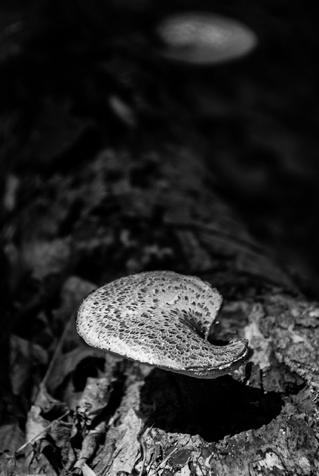 Mushroom on Log in Black & White Botanical Photo Fine Art Canvas Wall Art Prints - PIPAFINEART