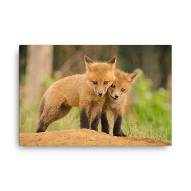 Cool Room Wall Decor: Close to You Baby Fox Pups - Animal / Wildlife / Nature Photograph Wall Art Print- Artwork - Wall Decor