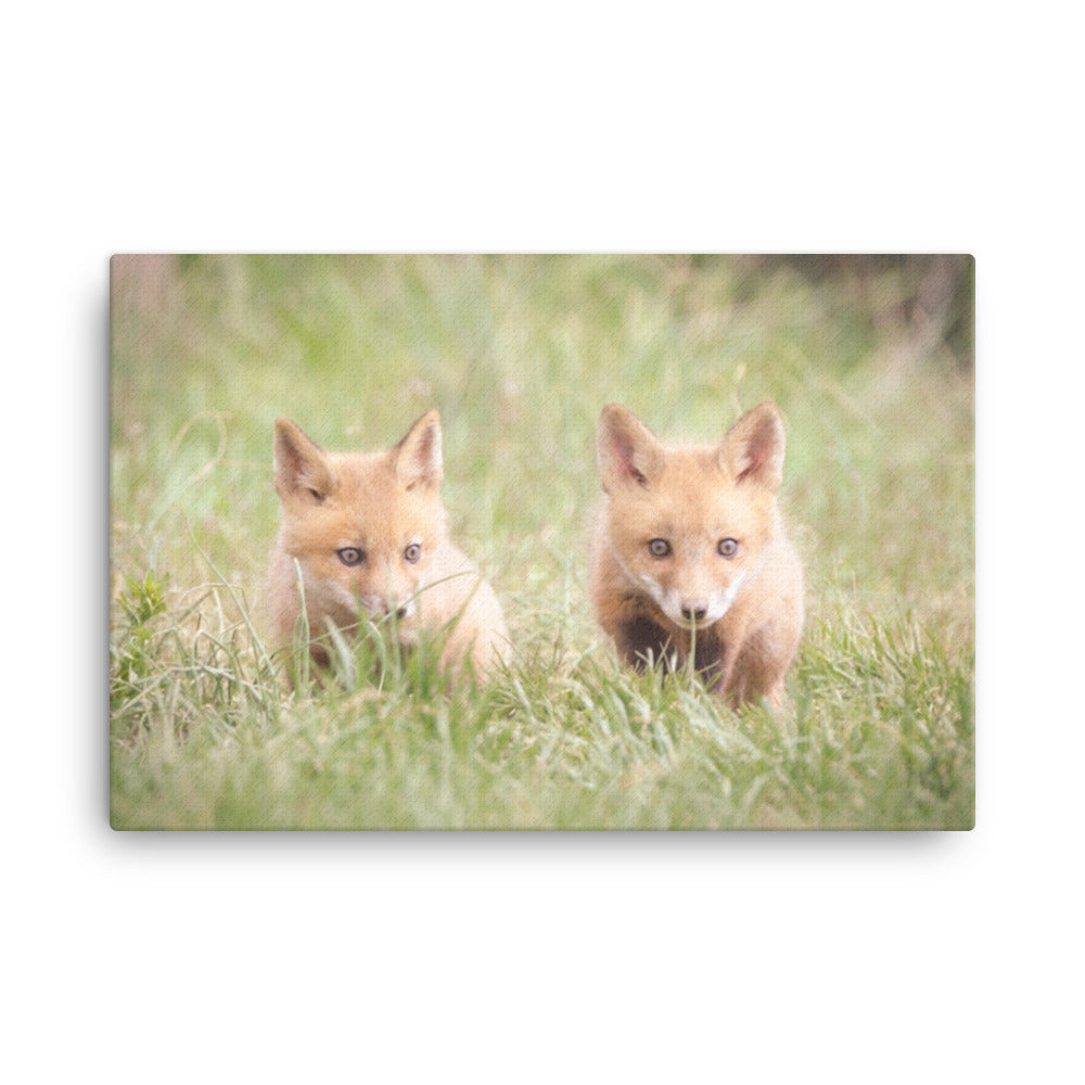 Baby Red Foxes Learning to Hunt Animal / Wildlife Photograph Canvas Wall Art Prints