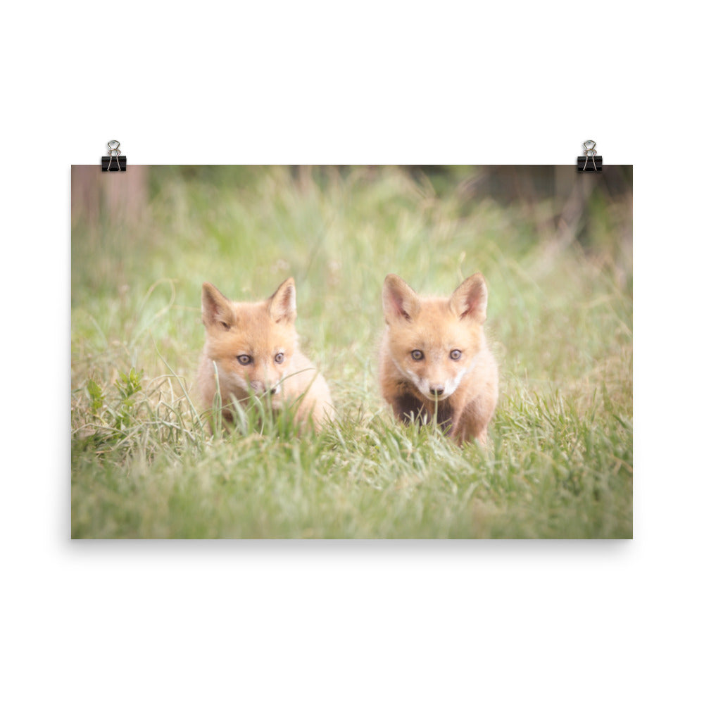 Baby Red Foxes Learning to Hunt Loose Wall Art Print