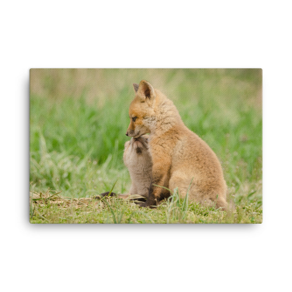 Baby Red Foxes Sibling Kisses Animal Wildlife Photograph Canvas Wall Art Prints