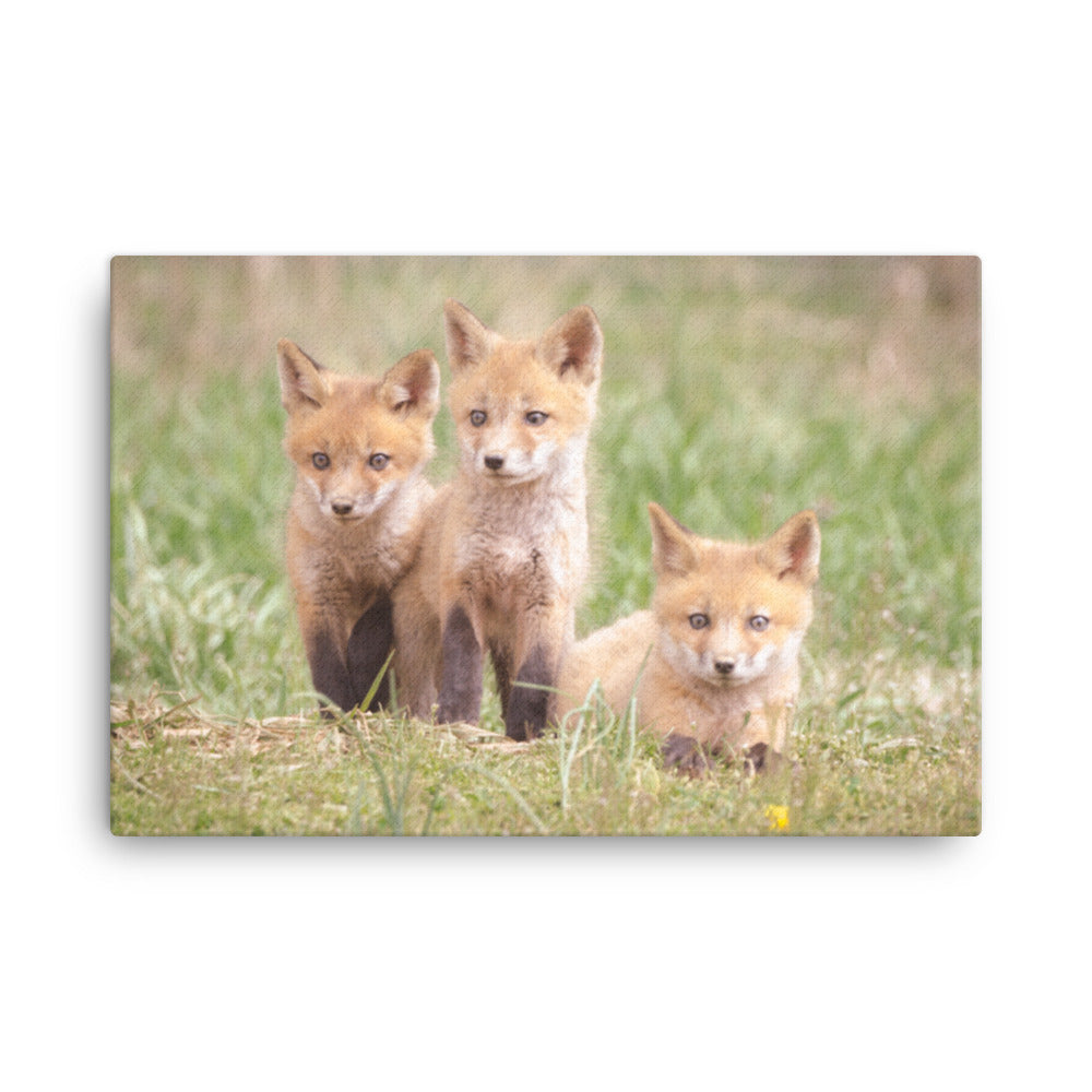 Baby Red Foxes Siblings Animal / Wildlife Photograph Canvas Wall Art Prints