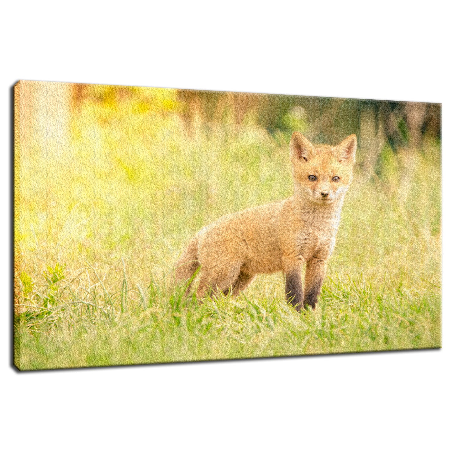 Baby Red Fox in the Sun Animal / Wildlife Photograph Fine Art Canvas & Unframed Wall Art Prints - PIPAFINEART