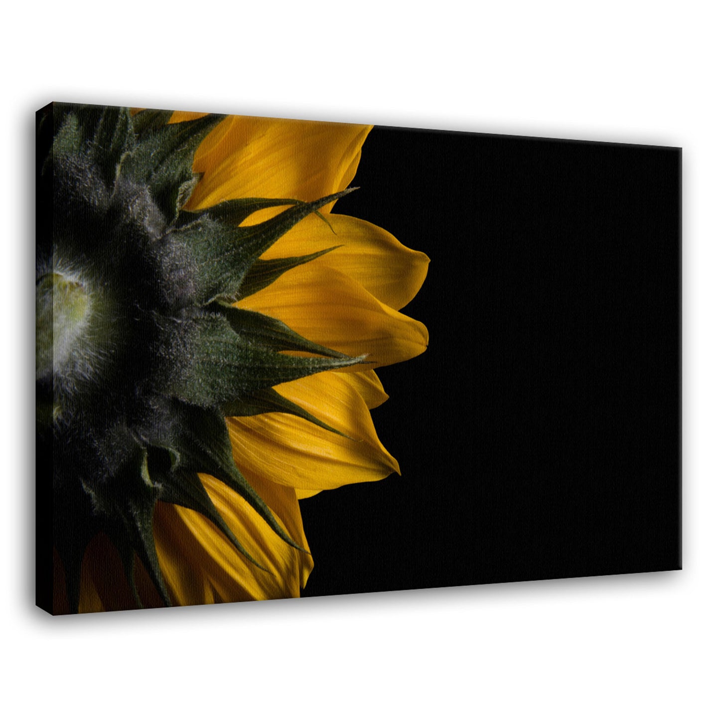 Rustic Sunflower Wall Decor: Backside of Sunflower Nature / Floral Photo Fine Art Canvas Wall Art Prints - PIPAFINEART