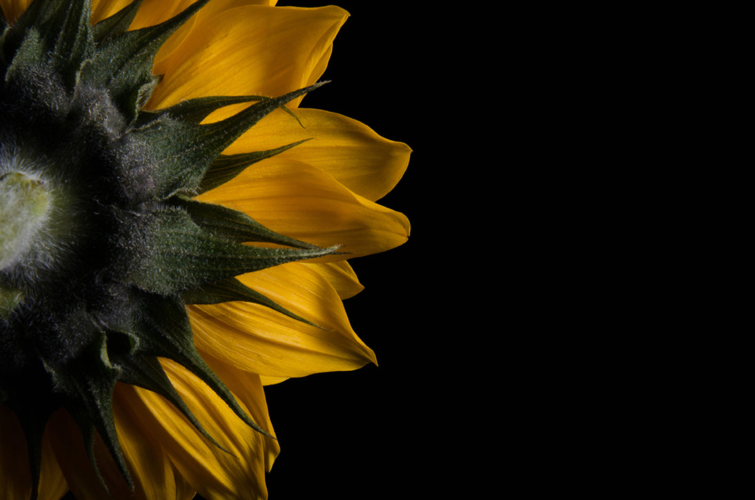 Backside of Sunflower Nature / Floral Photo Fine Art Canvas Wall Art Prints  - PIPAFINEART