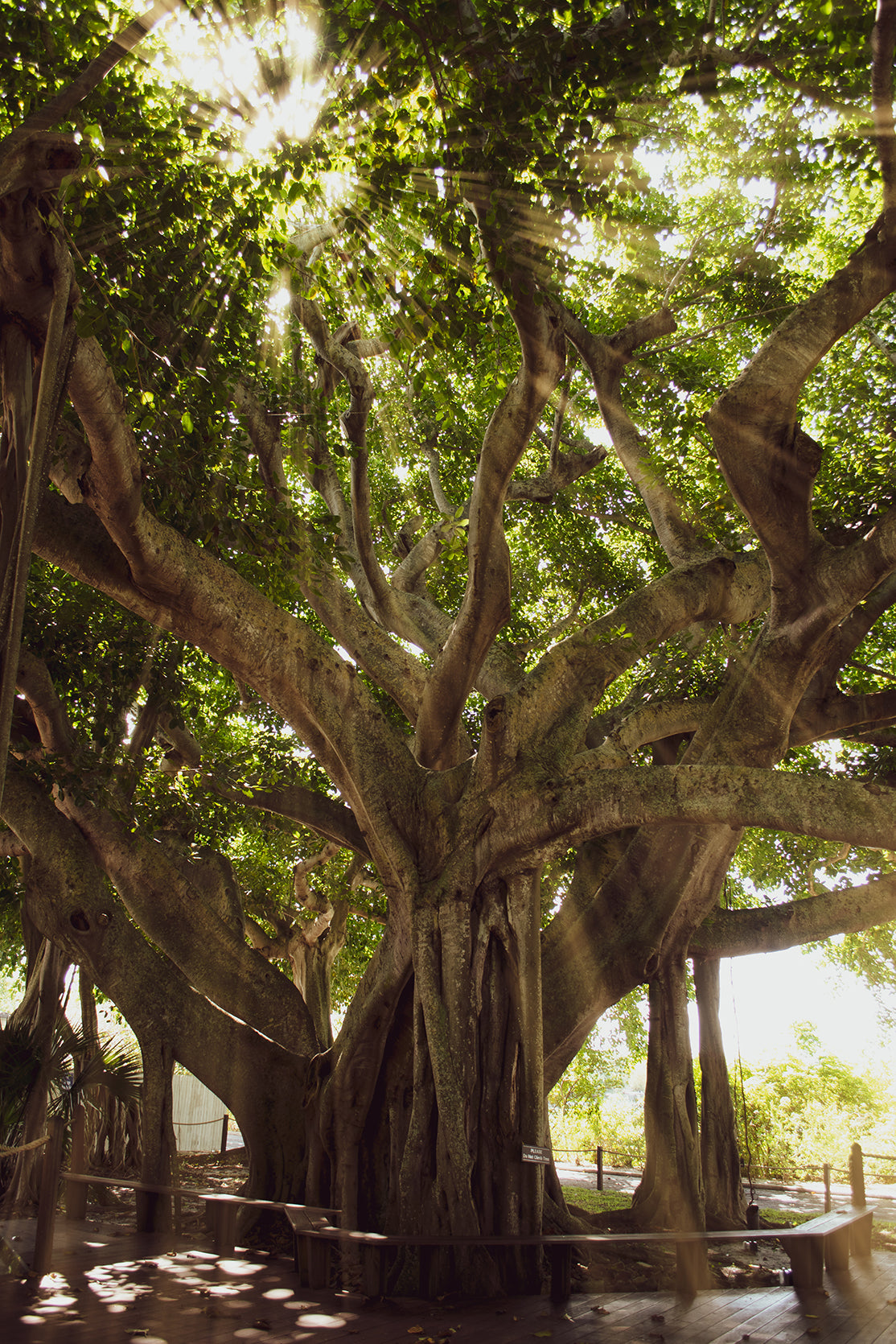 Botanical Wall Art Hobby Lobby: Banyan Tree With Glory Rays of Sunlight Botanical Photo Fine Art Canvas Wall Art Prints - PIPAFINEART