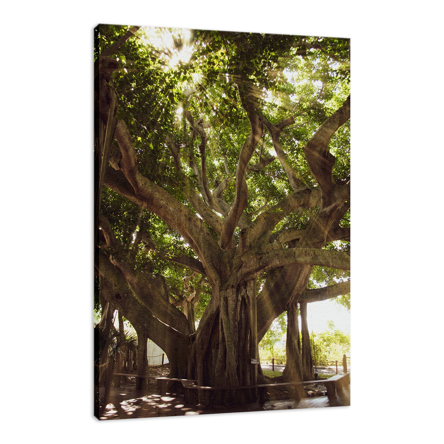 Modern Botanical Wall Art: Banyan Tree With Glory Rays of Sunlight Botanical Photo Fine Art Canvas Wall Art Prints - PIPAFINEART