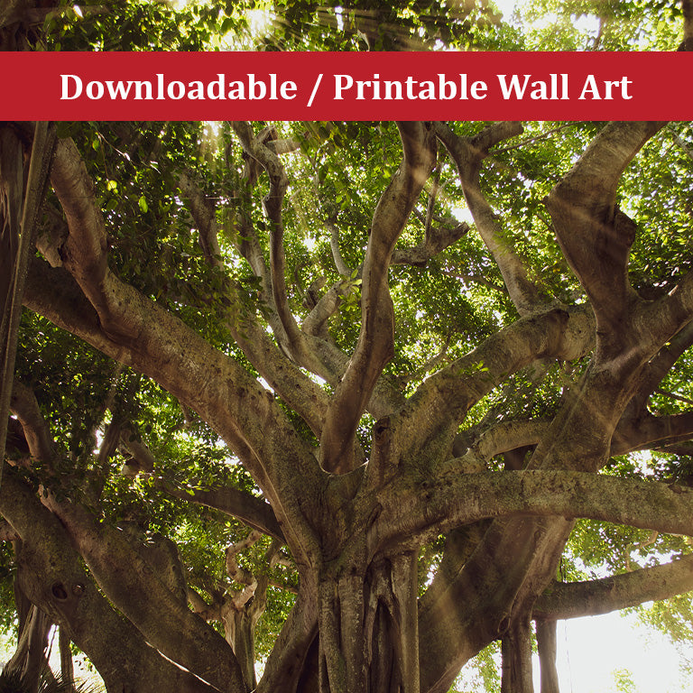 Big Leaf Wall Decor: Banyan Tree With Glory Rays of Sunlight Botanical Nature Photo DIY Wall Decor Instant Download Print - Printable - PIPAFINEART