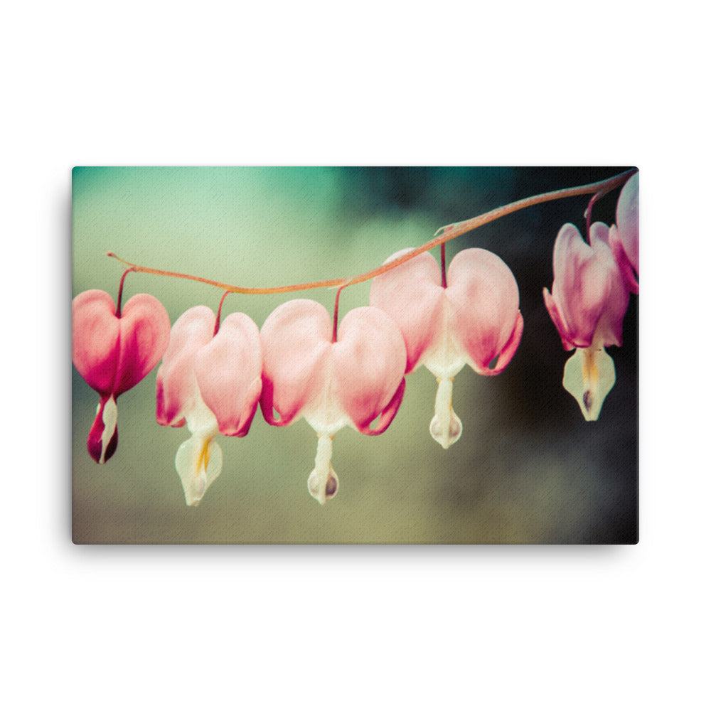 Be Still My Bleeding Heart Colorized Floral Botanical Nature Photograph Canvas Wall Art Prints